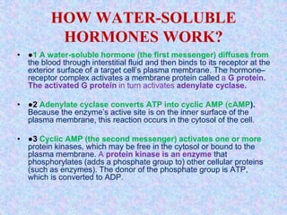 HOW WATER-SOLUBLE
HORMONES WORK?
• ●1 A water-soluble hormone (the first messenger) diffuses from
the blood through interstitial fluid and then binds to its receptor at the
exterior surface of a target cell’s plasma membrane. The hormone–
receptor complex activates a membrane protein called a G protein.
The activated G protein in turn activates adenylate cyclase.
• ●2 Adenylate cyclase converts ATP into cyclic AMP (cAMP).
Because the enzyme’s active site is on the inner surface of the
plasma membrane, this reaction occurs in the cytosol of the cell.
• ●3 Cyclic AMP (the second messenger) activates one or more
protein kinases, which may be free in the cytosol or bound to the
plasma membrane. A protein kinase is an enzyme that
phosphorylates (adds a phosphate group to) other cellular proteins
(such as enzymes). The donor of the phosphate group is ATP,
which is converted to ADP.
 