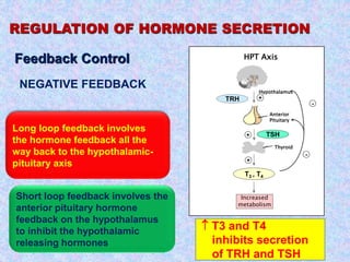 REGULATION OF HORMONE SECRETION
Hormone Metabolism
Feedback Control
NEGATIVE FEEDBACK
HPT Axis
Hypothalamus
TRH
TSH
T3 , T4
+
-
+
+
-
Anterior
Pituitary
Thyroid
Increased
metabolism
 T3 and T4
inhibits secretion
of TRH and TSH
Long loop feedback involves
the hormone feedback all the
way back to the hypothalamic-
pituitary axis
Short loop feedback involves the
anterior pituitary hormone
feedback on the hypothalamus
to inhibit the hypothalamic
releasing hormones
 