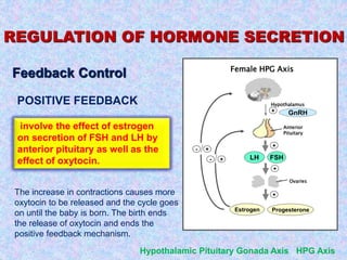 Hormone Metabolism
Female HPG Axis
+
+
Hypothalamus
+
Anterior
Pituitary
Ovaries
Estrogen Progesterone
+
+
+
-
- FSHLH
GnRH
REGULATION OF HORMONE SECRETION
Feedback Control
involve the effect of estrogen
on secretion of FSH and LH by
anterior pituitary as well as the
effect of oxytocin.
Hypothalamic Pituitary Gonada Axis HPG Axis
POSITIVE FEEDBACK
The increase in contractions causes more
oxytocin to be released and the cycle goes
on until the baby is born. The birth ends
the release of oxytocin and ends the
positive feedback mechanism.
 
