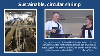 Sustainable, circular shrimp
”Jag har inte sett så här fina räkor i Sverige sedan….. Nä jag
har ALDRIG sett så här fina räkor.. Smaken den är underbar,
köttet jag kan inte ens beskriva det, det är som en blandning
mellan hummer och havskräfta” -Tareq Taylor
 