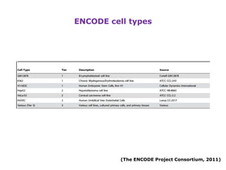 New insights into the human genome by ENCODE project | PPTX