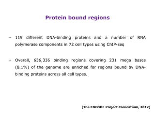New insights into the human genome by ENCODE project | PPTX