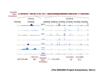 New insights into the human genome by ENCODE project | PPTX