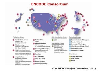 New insights into the human genome by ENCODE project | PPTX