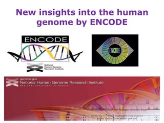 New insights into the human
   genome by ENCODE
 