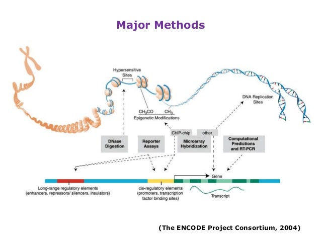 New Insights Into The Human Genome By Encode Project New Insights Into The Human Genome By Encode Project
