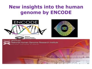 New insights into the human
genome by ENCODE
 