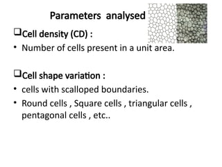 Pachymetry and specular biomicroscopy, confocal biomicroscopy | PPTX