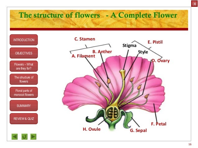Hibiscus flower labelled diagram