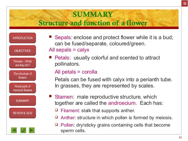What is the function of a flower petal?