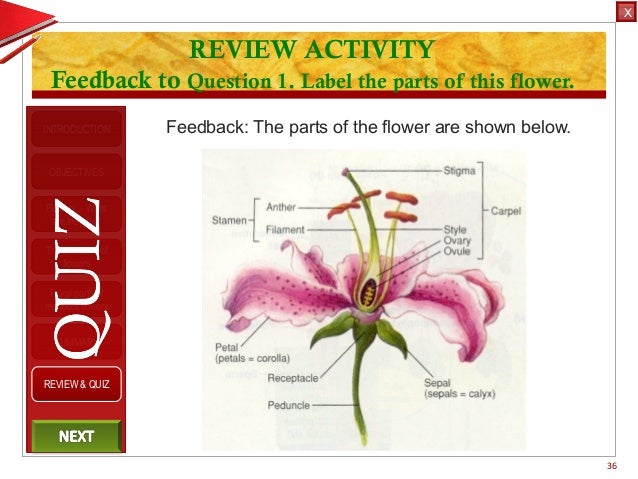 Integrated Science M3 Flower Structure
