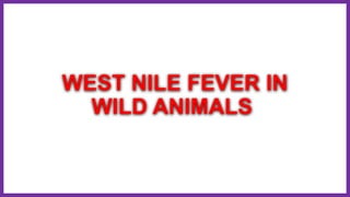 WEST NILE FEVER IN
WILD ANIMALS
 