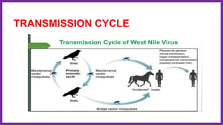 TRANSMISSION CYCLE
 
