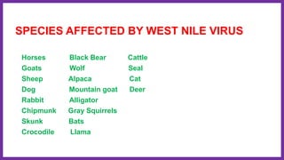 SPECIES AFFECTED BY WEST NILE VIRUS
Horses Black Bear Cattle
Goats Wolf Seal
Sheep Alpaca Cat
Dog Mountain goat Deer
Rabbit Alligator
Chipmunk Gray Squirrels
Skunk Bats
Crocodile Llama
 