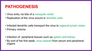 PATHOGENESIS
• Virus entry via bite of a mosquito vector
• Replication of the virus occurs in dendritic cells
• Infected dendritic cells transport the virus to regional lymph nodes
• Primary viremia
• Infection of peripheral tissues such as spleen and kidney
• By end of the first week, virus cleared from serum and peripheral
organs
 