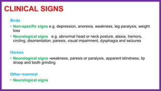 CLINICAL SIGNS
Birds
• Non-specific signs e.g. depression, anorexia, weakness, leg paralysis, weight
loss
• Neurological signs e.g. abnormal head or neck posture, ataxia, tremors,
circling, disorientation, paresis, visual impairment, dysphagia and seizures
Horses
• Neurological signs -weakness, paresis or paralysis, apparent blindness, lip
droop and tooth grinding
Other mammal
• Neurological signs
 