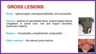 GROSS LESIONS
• Birds- splenomegaly, meningoencephalitis, and myocarditis
• Horses- oedema of supraorbital fossa, submeningeal edema,
congestion in spinal cord, oral and lingual ulceration,
pulmonary oedema.
• Raptors - Encephalitis, endopthalmitis, endocarditis
• Other mammal - No relevant gross lesions.
 