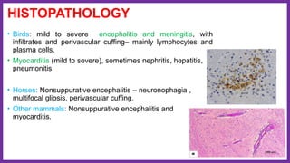 HISTOPATHOLOGY
• Birds: mild to severe encephalitis and meningitis, with
infiltrates and perivascular cuffing– mainly lymphocytes and
plasma cells.
• Myocarditis (mild to severe), sometimes nephritis, hepatitis,
pneumonitis
• Horses: Nonsuppurative encephalitis – neuronophagia ,
multifocal gliosis, perivascular cuffing.
• Other mammals: Nonsuppurative encephalitis and
myocarditis.
 