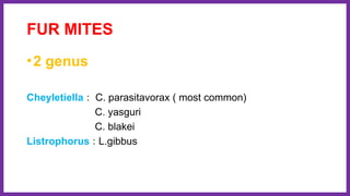 FUR MITES
•2 genus
Cheyletiella : C. parasitavorax ( most common)
C. yasguri
C. blakei
Listrophorus : L.gibbus
 