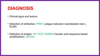 DIAGNOSIS
• Clinical signs and lesions
• Detection of antibodies: PRNT ( plague reduction neutralization test ),
ELISA
• Detection of antigen: RT- PCR, NASBA ( Nucleic acid sequence based
amplification), VecTest.
 