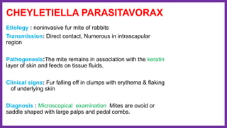 CHEYLETIELLA PARASITAVORAX
Etiology : noninvasive fur mite of rabbits
Transmission: Direct contact, Numerous in intrascapular
region
Pathogenesis:The mite remains in association with the keratin
layer of skin and feeds on tissue fluids.
Clinical signs: Fur falling off in clumps with erythema & flaking
of underlying skin
Diagnosis : Microscopical examination Mites are ovoid or
saddle shaped with large palps and pedal combs.
 