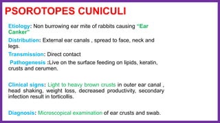 PSOROTOPES CUNICULI
Etiology: Non burrowing ear mite of rabbits causing “Ear
Canker”
Distribution: External ear canals , spread to face, neck and
legs.
Transmission: Direct contact
Pathogenesis :Live on the surface feeding on lipids, keratin,
crusts and cerumen.
Clinical signs: Light to heavy brown crusts in outer ear canal ,
head shaking, weight loss, decreased productivity, secondary
infection result in torticollis.
Diagnosis: Microscopical examination of ear crusts and swab.
 