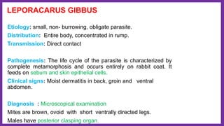 LEPORACARUS GIBBUS
Etiology: small, non- burrowing, obligate parasite.
Distribution: Entire body, concentrated in rump.
Transmission: Direct contact
Pathogenesis: The life cycle of the parasite is characterized by
complete metamorphosis and occurs entirely on rabbit coat. It
feeds on sebum and skin epithelial cells.
Clinical signs: Moist dermatitis in back, groin and ventral
abdomen.
Diagnosis : Microscopical examination
Mites are brown, ovoid with short ventrally directed legs.
Males have posterior clasping organ.
 