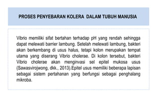PROSES PENYEBARAN KOLERA DALAM TUBUH MANUSIA
Vibrio memiliki sifat bertahan terhadap pH yang rendah sehingga
dapat melewati barrier lambung. Setelah melewati lambung, bakteri
akan berkembang di usus halus, tetapi kolon merupakan tempat
utama yang diserang Vibrio cholerae. Di kolon tersebut, bakteri
Vibrio cholerae akan menginvasi sel epitel mukosa usus
(Sawasvirojwong, dkk., 2013).Epitel usus memiliki beberapa lapisan
sebagai sistem pertahanan yang berfungsi sebagai penghalang
mikroba.
 