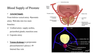 Blood Supply of Prostate
• Arterial Supply
From Inferior vesical artery prostatic
artery divides into two main
branches:
 Urethral artery- supply urethra,
periurethral glands, transition zone
 Capsular artery
• Venous drainage to periprostatic
plexus(Santorini’s plexus ) 
Internal iliac vein
 