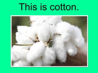 This is cotton.
 