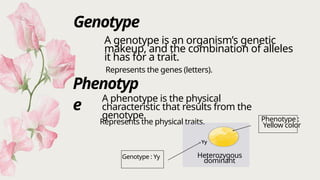 NEW_Mendelian Genetics (1ddddddddd).pptx