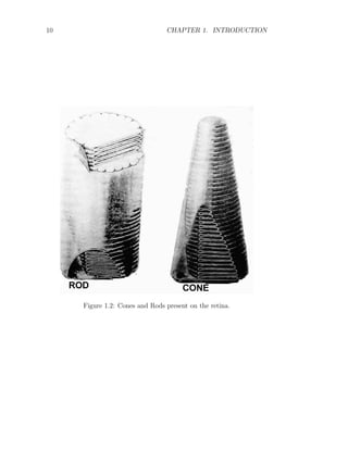 10 CHAPTER 1. INTRODUCTION
Figure 1.2: Cones and Rods present on the retina.
 
