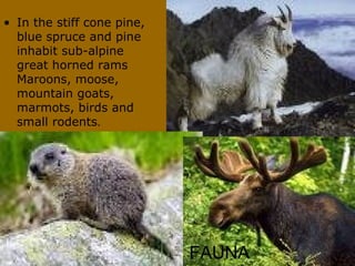 In the stiff cone pine, blue spruce and pine inhabit sub-alpine great horned rams Maroons, moose, mountain goats, marmots, birds and small rodents . FAUNA 