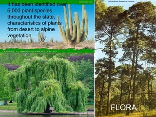 It has been identified over 6,000 plant species throughout the state, characteristics of plants from desert to alpine vegetation FLORA 