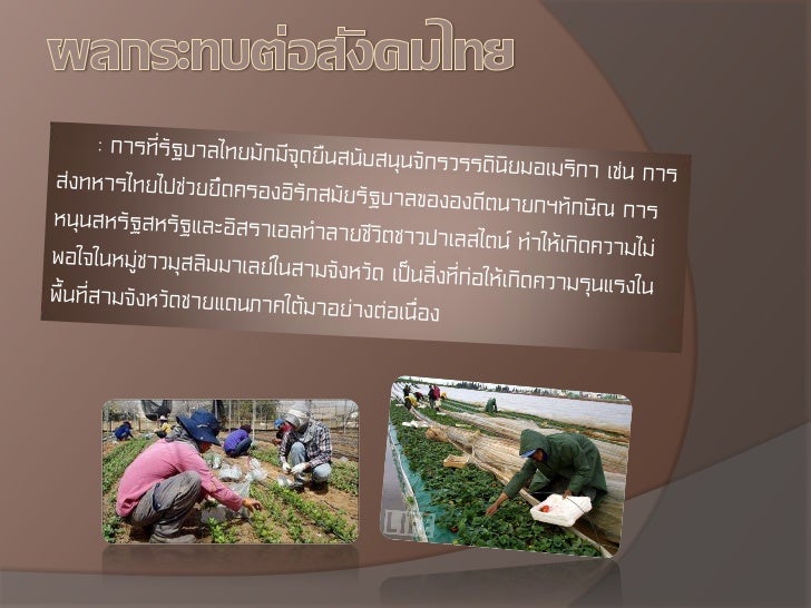 PLO Palestine Liberation Organization องค์กรปลดปล่อยปาเลสไตน์