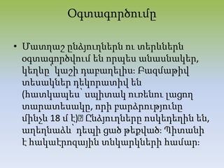Օգտագործումը
• Մատղաշ ընձյուղներն ու տերևներն
օգտագործվում են որպես անասնակեր,
կեղևը՝ կաշի դաբաղելիսֈ Բազմաթիվ
տեսակներ դեկորատիվ են
(հատկապես՝ սպիտակ ուռենու լացող
տարատեսակը, որի բարձրությունը
մինչև 18 մ է)։Ընձյուղները ոսկեդեղին են,
աղեղնաձև՝ դեպի ցած թեքվածֈ Պիտանի
է հակաէրոզային տնկարկների համարֈ
 