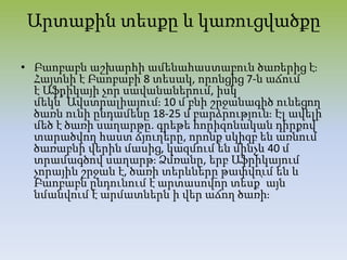 Արտաքին տեսքը և կառուցվածքը
• Բաոբաբն աշխարհի ամենահաստաբուն ծառերից էֈ
Հայտնի է Բաոբաբի 8 տեսակ, որոնցից 7-ն աճում
է Աֆրիկայի չոր սավանաներում, իսկ
մեկն՝ Ավստրալիայումֈ 10 մ բնի շրջանագիծ ունեցող
ծառն ունի ընդամենը 18-25 մ բարձրությունֈ Էլ ավելի
մեծ է ծառի սաղարթը. գրեթե հորիզոնական դիրքով
տարածվող հաստ ճյուղերը, որոնք սկիզբ են առնում
ծառաբնի վերին մասից, կազմում են մինչև 40 մ
տրամագծով սաղարթֈ Ձմռանը, երբ Աֆրիկայում
չորային շրջան է, ծառի տերևները թափվում են և
Բաոբաբն ընդունում է արտասովոր տեսք՝ այն
նմանվում է արմատներն ի վեր աճող ծառիֈ
 