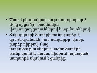 • Ծառ երկարակյաց բույս (սովորաբար 2
մ-ից ոչ ցածր)՝ բազմամյա
փայտացող ցողուններով և արմատներովֈ
• Տնկարկների ծառերի բունը բարձր է,
գրեթե գլանաձև, իսկ սաղարթը՝ փոքր,
բարձր դիրքովֈ Բաց
տարածություններում աճող ծառերի
բունը կարճ է, հաստ, հիմքում լայնացած,
սաղարթն սկսվում է ցածրիցֈ
 