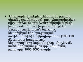 • Միաշաքիլ ծառերն ունենում են բարակ,
սնամեջ (բամբուկներ), թույլ ճյուղավորված
(վիշապածառ) կամ չճյուղավորված, բայց
խոշոր տերևներով (արմավենի) բներֈ
Առավել բարձրաբուն ծառերից
են սեքվոյաները, դուգլասյան
սոճին (եղևնին) և էվկալիպտները (100-110
մ), առավել հաստաբուն
ենբաոբաբները (տրամագիծը՝ մինչև 9 մ),
ամենաերկարակյացները՝ սեկվոյան,
բաոբաբը՝ 3000-5000 տարիֈ
 
