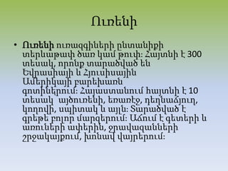 Ուռենի
• Ուռենի ուռազգիների ընտանիքի
տերևաթափ ծառ կամ թուփֈ Հայտնի է 300
տեսակ, որոնք տարածված են
Եվրասիայի և Հյուսիսային
Ամերիկայի բարեխառն
գոտիներումֈ Հայաստանում հայտնի է 10
տեսակ՝ այծուռենի, եռառէջ, դեղնաճյուղ,
կողովի, սպիտակ և այլնֈ Տարածված է
գրեթե բոլոր մարզերումֈ Աճում է գետերի և
առուների ափերին, ջրավազանների
շրջակայքում, խոնավ վայրերումֈ
 
