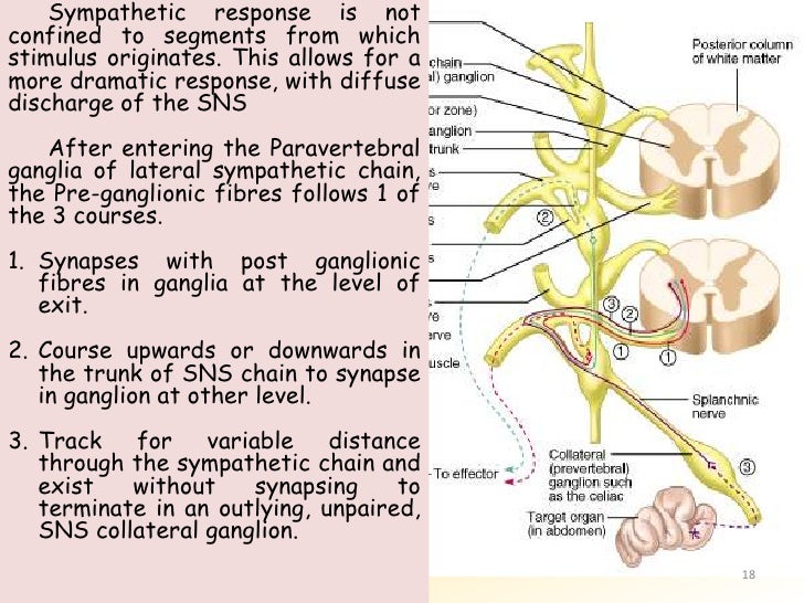 Physiology of ANS