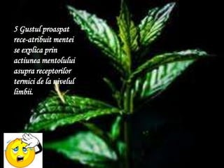 5 Gustulproaspatrece-atribuitmentei se explicaprinactiuneamentoluluiasuprareceptorilortermici de la nivelullimbii.