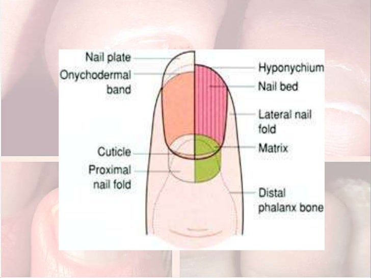dermatology.nail disorder.(dr.mhamad usif)