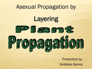 Asexual Propagation by
      Layering




                  Presented by:
                 Kuldeep Garwa
 