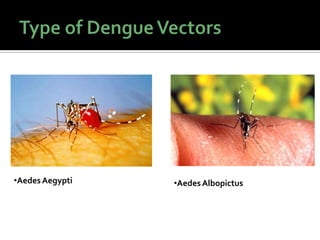 •AedesAegypti •AedesAlbopictus
 