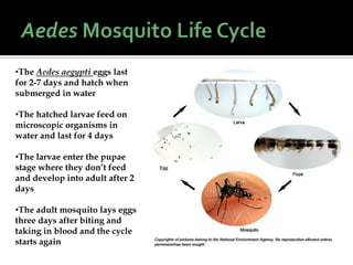 •The Aedes aegypti eggs last
for 2-7 days and hatch when
submerged in water
•The hatched larvae feed on
microscopic organisms in
water and last for 4 days
•The larvae enter the pupae
stage where they don’t feed
and develop into adult after 2
days
•The adult mosquito lays eggs
three days after biting and
taking in blood and the cycle
starts again
 