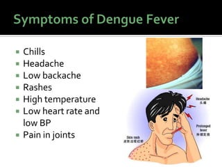  Chills
 Headache
 Low backache
 Rashes
 High temperature
 Low heart rate and
low BP
 Pain in joints
 