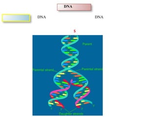 DNA
DNA DNA
S
 
