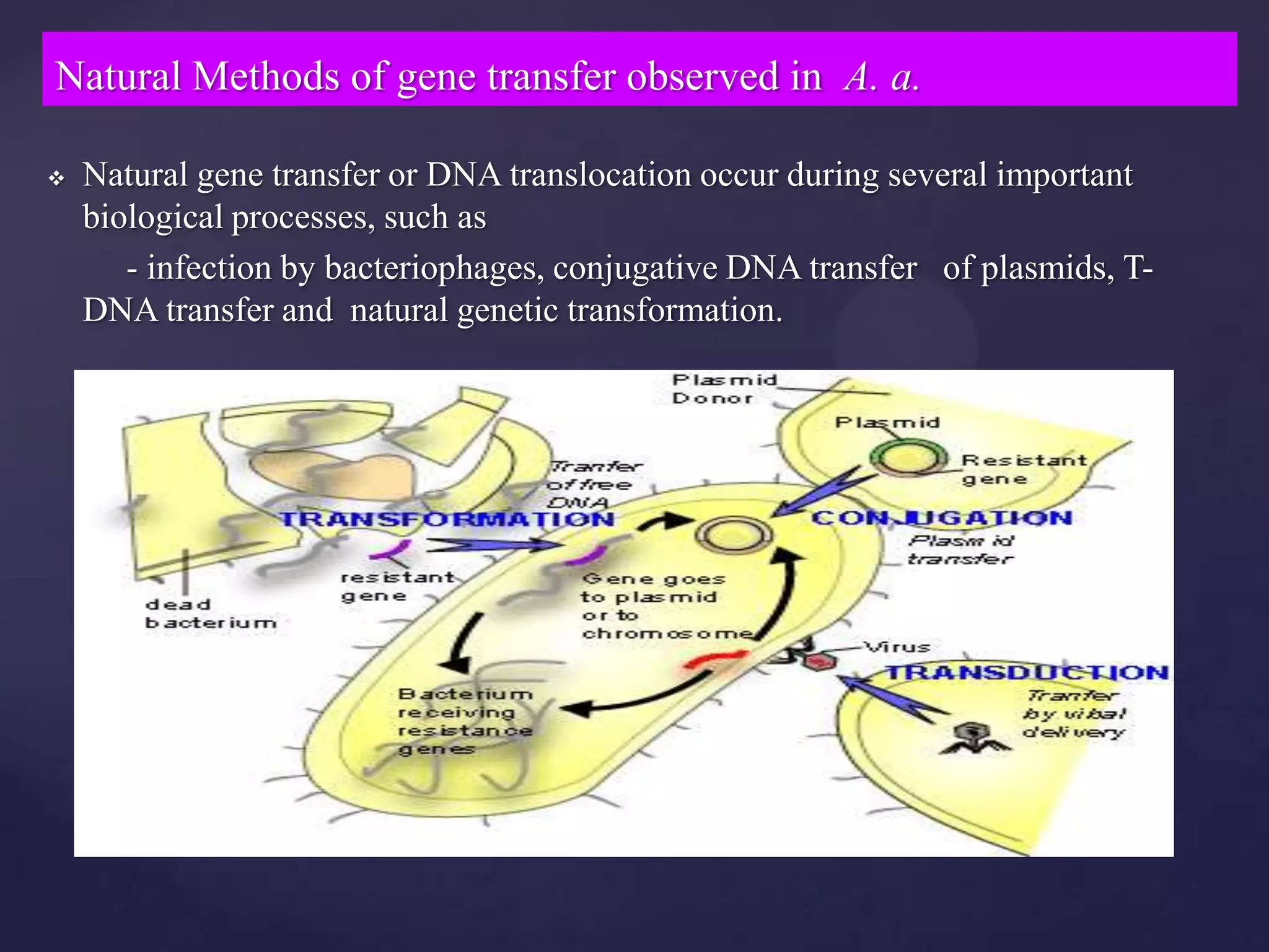 Natural Methods of gene transfer observed in A. a.

   Natural gene transfer or DNA translocation occur during several important
    biological processes, such as
       - infection by bacteriophages, conjugative DNA transfer of plasmids, T-
    DNA transfer and natural genetic transformation.
 