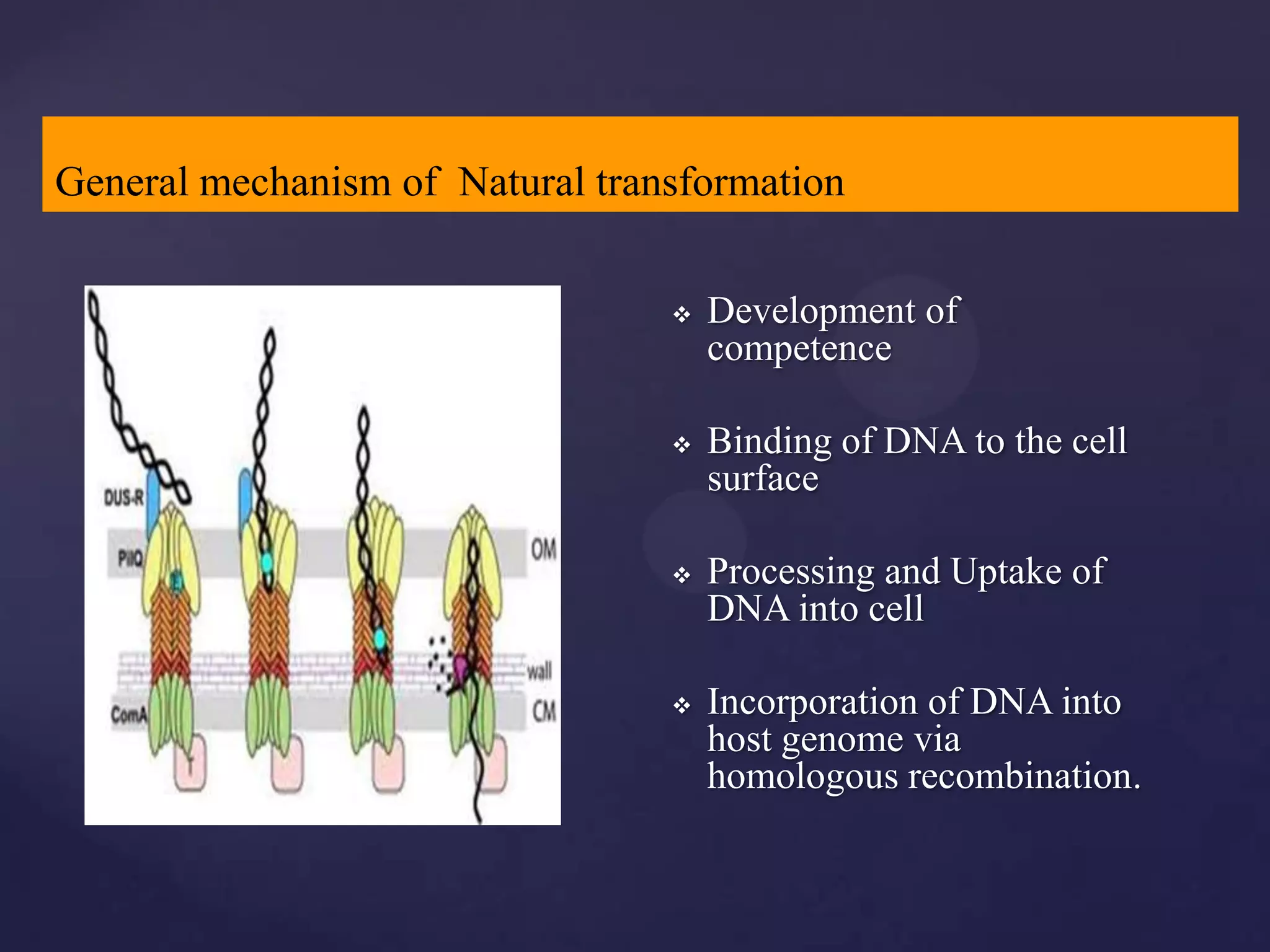 General mechanism of Natural transformation


                                    Development of
                                     competence

                                    Binding of DNA to the cell
                                     surface

                                    Processing and Uptake of
                                     DNA into cell

                                    Incorporation of DNA into
                                     host genome via
                                     homologous recombination.
 